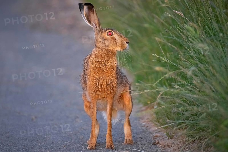A hare sits on a dirt track at sunrise in the north-west of Frankfurt am Main, Frankfurt am Main, Hesse, Germany
