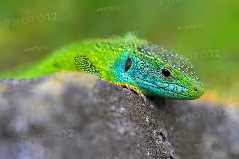 Western green lizard (Lacerta bilineata), animal portrait, resting on a stone of a dry stone wall, Neckar valley, Baden-Württemberg, Germany
