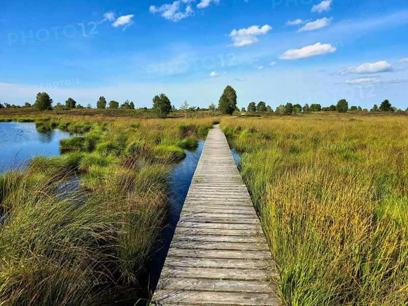 Wooden footbridge through grassy marshland with blue sky and scattered clouds, summer, High Fens, Eifel National Park, Mützenich, Waimes, Liège, Belgium