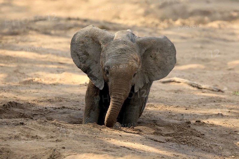 African elephant (Loxodonta africana), young animal, digging, drinking, searching for water, dried up riverbed, Kruger, Kruger National Park, South Africa