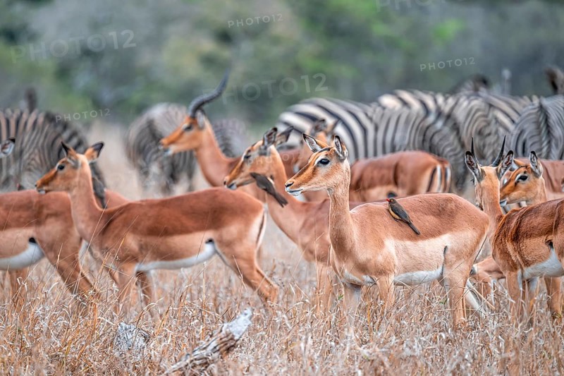 Impala (Aepyceros melampus) with red-billed oxpecker (Buphagus erythrorynchus), black heeler antelope, herd in dry grass, Kruger National Park, South Africa
