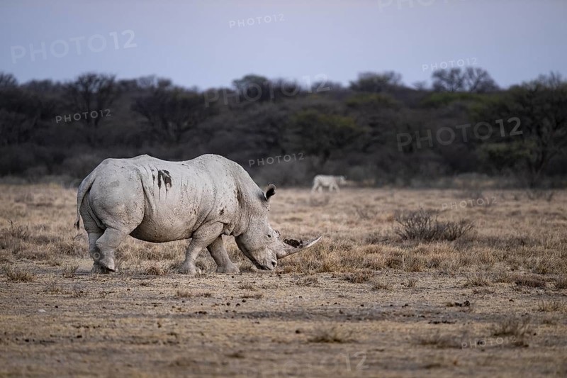 Southern white rhinoceros (Ceratotherium simum simum), Khama Rhino Sanctuary, Serowe, Botswana