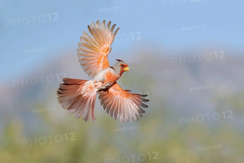 Pyrrhuloxia (Cardinalis sinuatus) male flying, Arizona, USA
