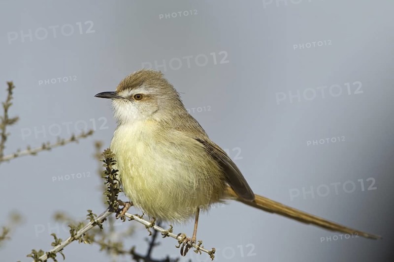 Black-chested Prinia (Prinia flavicans), Northern Cape, Kgalagadi Transfrontier Park, South Africa