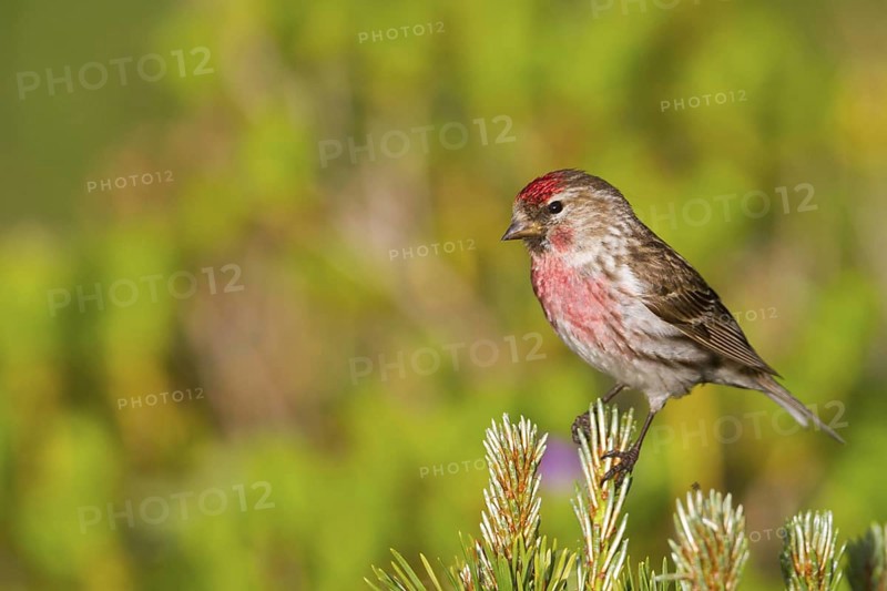 Lesser Redpoll (Acanthis cabaret) male, Vorarlberg, Austria
