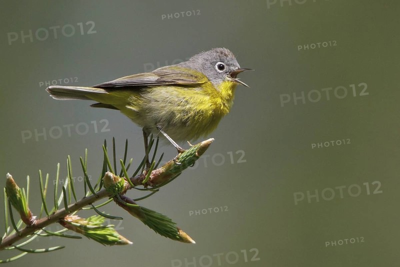 Nashville Warbler (Leiothlypis ruficapilla) singing, British Columbia, Canada
