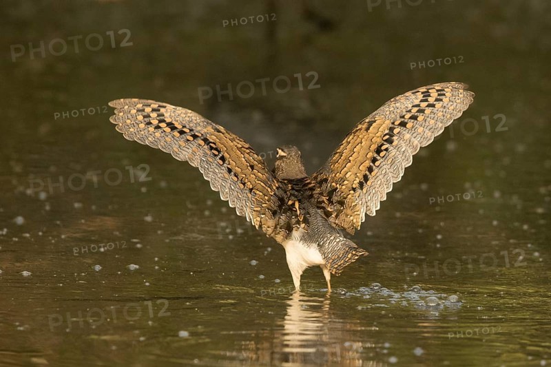 Greater Painted-snipe (Rostratula benghalensis), Gambia