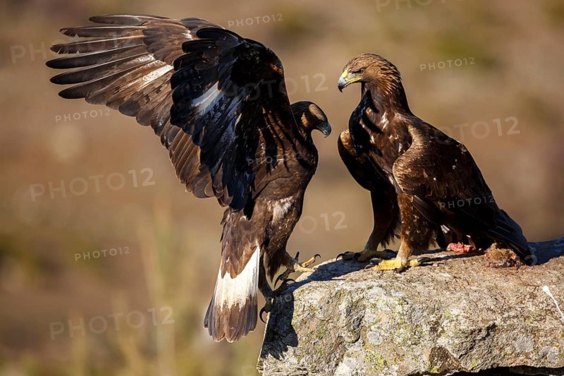Golden Eagle (Aquila chrysaetos) pair, Castile and Leon, Spain