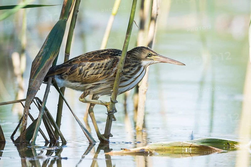 Zwergdommel (Ixobrychus minutus) Little Bittern