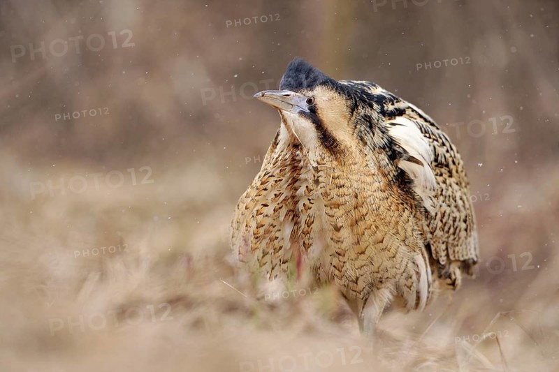 Eurasian Bittern (Botaurus stellaris) male, Nizhegorodskaya, Russia