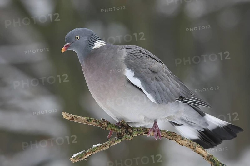 Common Wood Pigeon (Columba palumbus), Lower Saxony, Germany