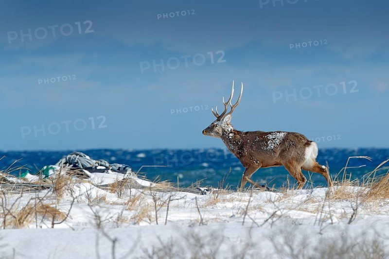 Hokkaido sika deer, Cervus nippon yesoensis, in snow meadow, blue sea with waves in background. Animal with antler in nature habitat, winter scene, Hokkaido, wildlife nature, Japan