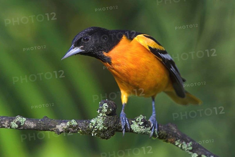 Baltimore Oriole (Icterus galbula) male, Costa Rica