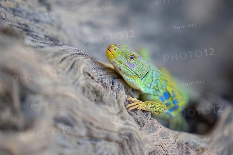Ocellated Lizard (Timon lepidus) adult on a tree trunk, Spain