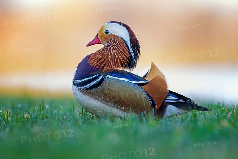 Mandarin Duck (Aix galericulata) male, Saxony-Anhalt, Germany