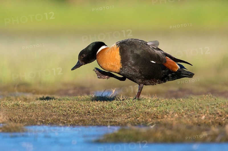 Australian Shelduck (Tadorna tadornoides) male, Victoria, Australia