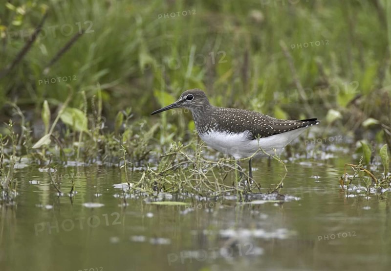 Green Sandpiper (Tringa ochropus), Mecklenburg-Western Pomerania, Germany
