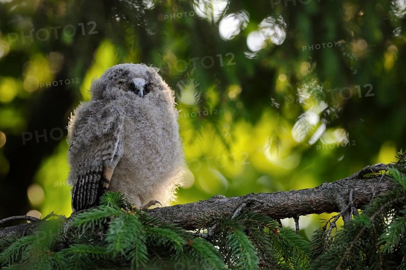Long-eared Owl (Asio otus) juvenile perched on a branch, North Rhine-Westphalia, Germany