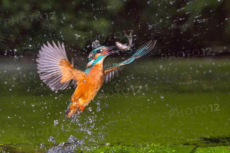 Common Kingfisher (Alcedo atthis) male fishing, Lower Saxony, Germany