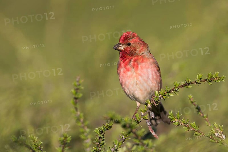 Common Rosefinch - Karmingimpel - Carpodacus erythrinus ssp. ferghanensis, Kyrgyzstan, adult male