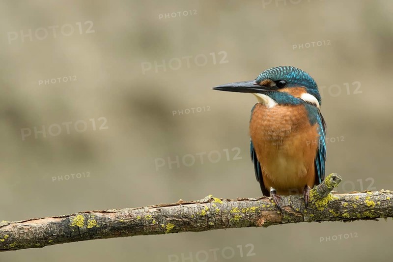 Ijsvogel juvenile man, Kingfisher juvenile male