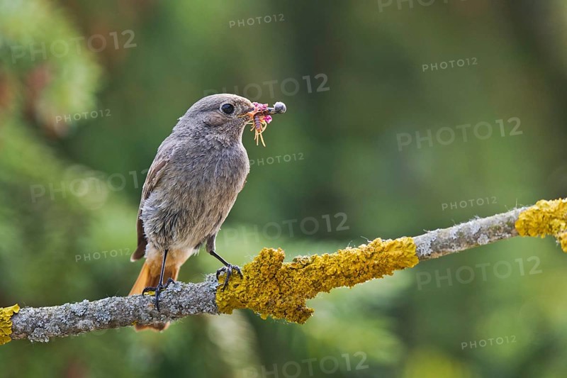 Black Redstart (Phoenicurus ochruros) female with insect prey in beak, Bavaria, Germany