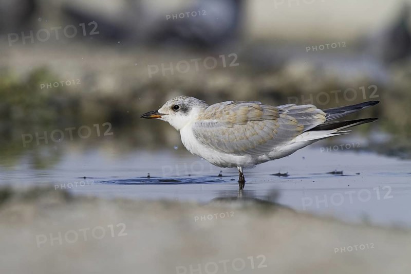 Gull-billed Tern (Gelochelidon nilotica) juvenile, Castile-La Mancha, Spain
