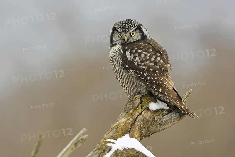 Northern Hawk-Owl (Surnia ulula), Ontario, Canada