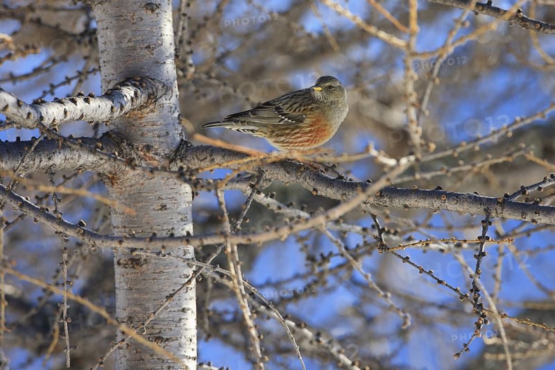 Alpine Accentor (Prunella collaris), Carinthia, Austria