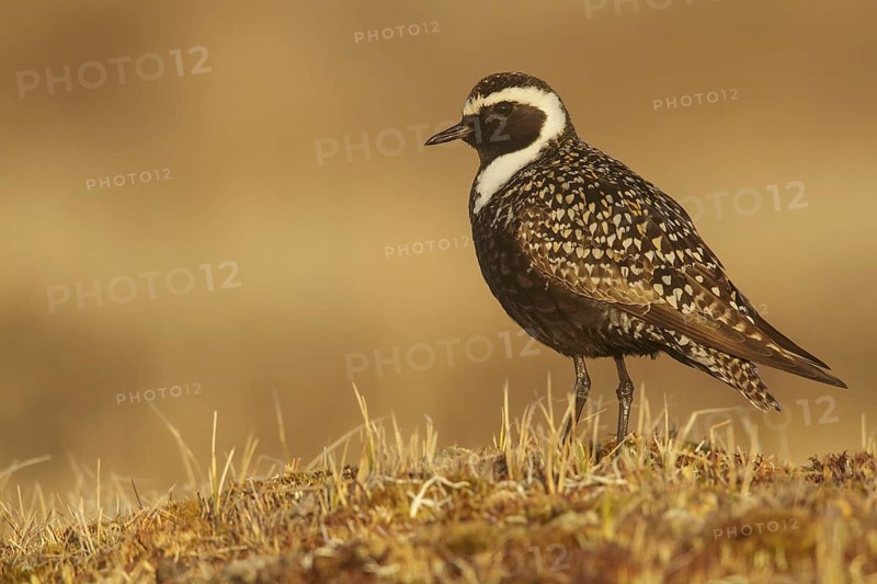 American Golden-Plover (Pluvialis dominica) feeding on the tundra in Northern Alaska