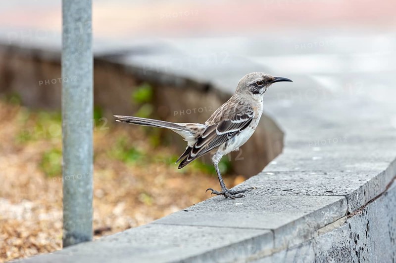 Mockingbirds (Mimidae), San Cristobal, Galapagos, Ecuador
