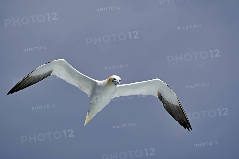 A gannet gliding in the sky with open wings, boat tour, Noss, Shetland Islands, Scotland, Great Britain