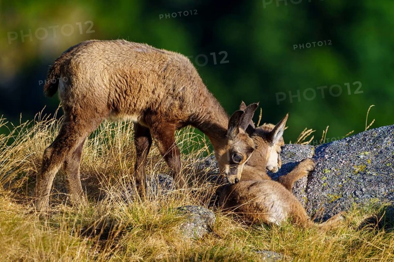 Two young chamois kneeling next to another deer, both on a grassy plain with rocks, chamois, chamois, (Rupicapra rupicaprae), fawn, wildlife, Vosges, France