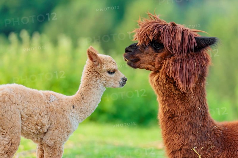A freshly born white alpaca (Vicugna pacos) stands in front of its brown mother and sniffer on her snout (kisses her)