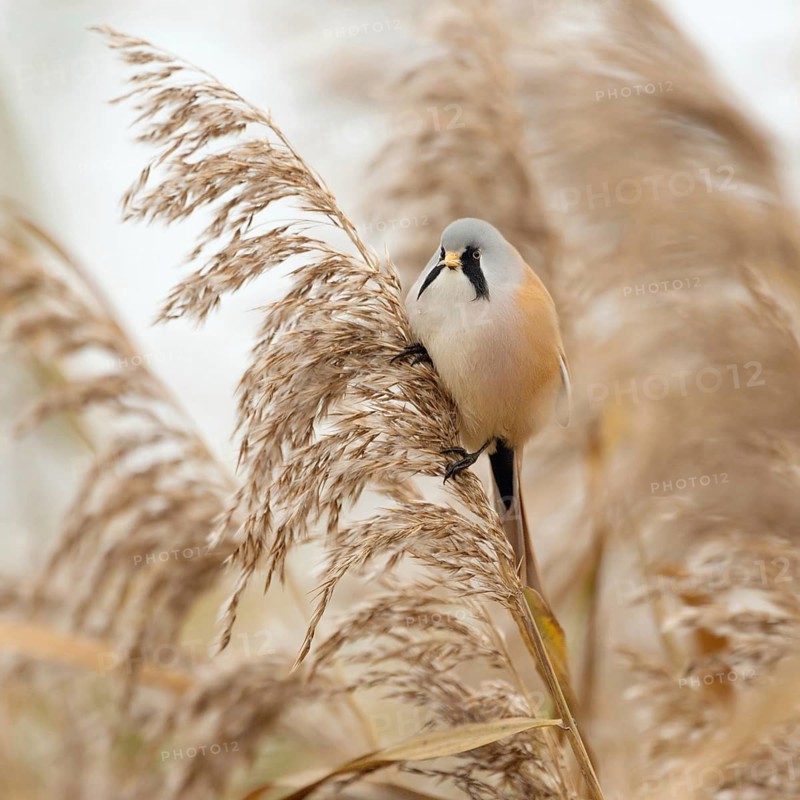 In the middle of the reeds... Bearded Tit (Panurus biarmicus), male bird feeds on seeds, changes diet for winter, reed-dwelling, highly specialised tit species, bird species, songbird, native birds, wildlife, nature, Germany, Europe, Baden-Württemberg, Germany