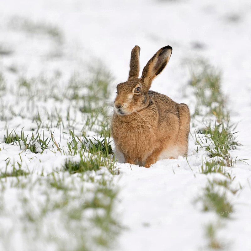 Winter... European hare (Lepus europaeus), hare crouching in the snow in a field on the Lower Rhine, its thick, long-haired winter coat protects it from the cold, Lower Rhine, North Rhine-Westphalia, Germany, Western Europe
