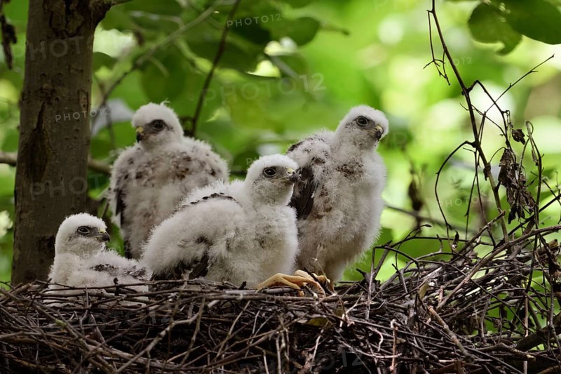 Chicks in the nest... Sparrowhawk (Accipiter nisus), young, not yet fledged birds of prey in down plumage, beginning moult into juvenile plumage, sparrowhawk offspring in their nest in the crown of a deciduous tree, local nature, Meerbusch, Lower Rhine, Rhineland, North Rhine-Westphalia, Germany, Western Europe