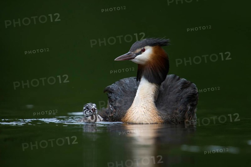Mum is the biggest... Great Crested Grebe (Podiceps Scalloped ribbonfish), native water bird, adult bird together with swimming young bird, frontal shot from low perspective at eye level, emotional picture, series animal children, water birds, native nature, Lower Rhine, Rhineland, North Rhine-Westphalia, Germany, Western Europe