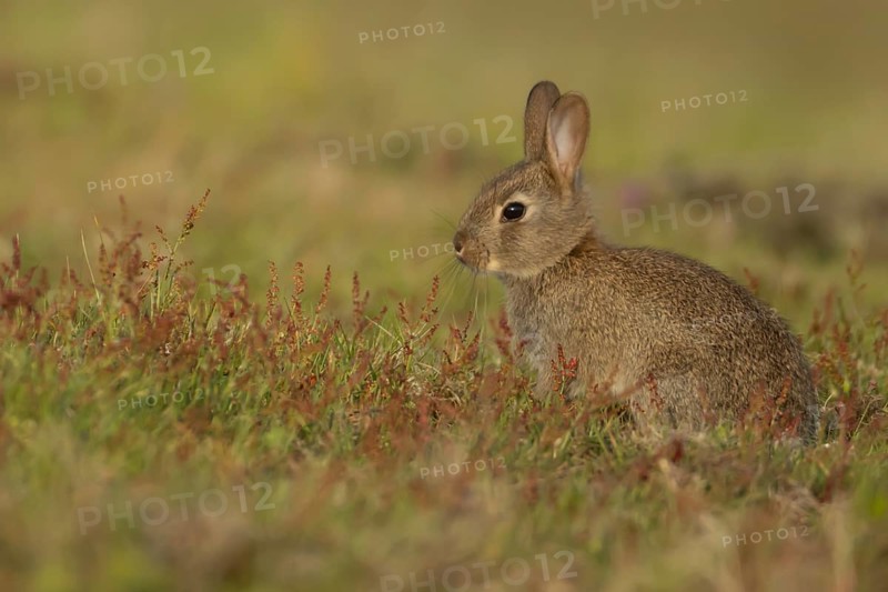 European rabbit (Oryctolagus cuniculus) adult animal amongst red flowers in grassland, England, United Kingdom
