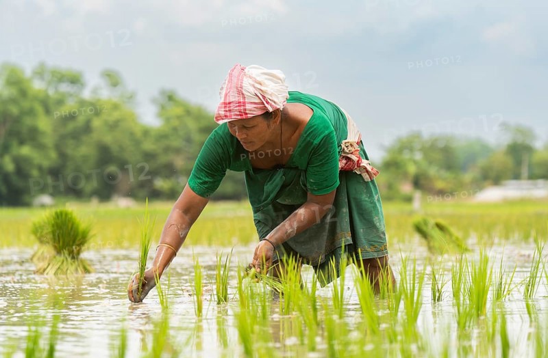 BAKSA, INDIA- JULY 12: A tribal woman transplant rice seedlings in a waterlogged paddy field in Baksa, India on July 12, 2025