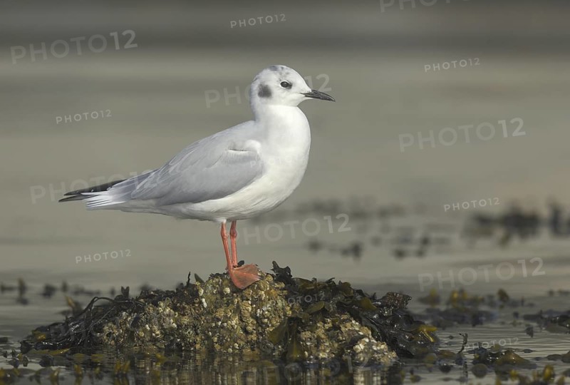 Bonaparte's Gull (Chroicocephalus philadelphia), British Columbia, Canada