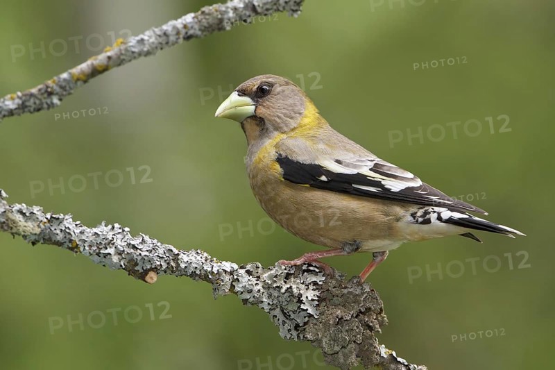 Evening Grosbeak (Hesperiphona vespertina) female, British Columbia, Canada