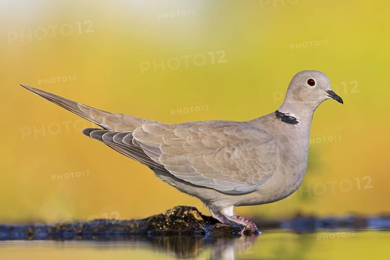 Eurasian Collared Dove (Streptopelia decaocto), Rhineland-Palatinate, Germany