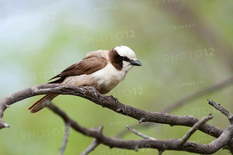 Southern White-crowned Shrike (Eurocephalus anguitimens), Namibia