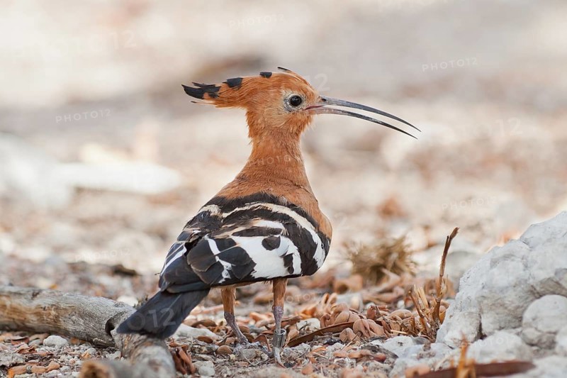 African Hoopoe (Upupa africana), Namibia