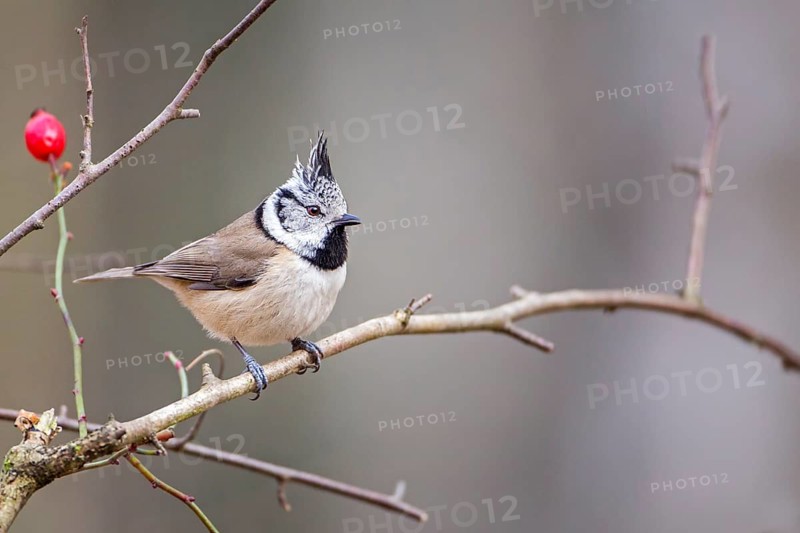European Crested Tit (Lophophanes cristatus), Saxony-Anhalt, Germany