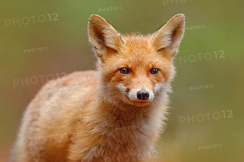 Red Fox, Vulpes vulpes, cute portrait of orange animal at green forest