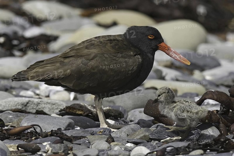 Blackish Oystercatcher (Haematopus ater), Falkland Islands