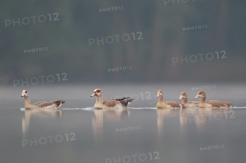 Egyptian Goose (Alopochen aegyptiaca) pair with young on water, North Rhine-Westphalia, Germany