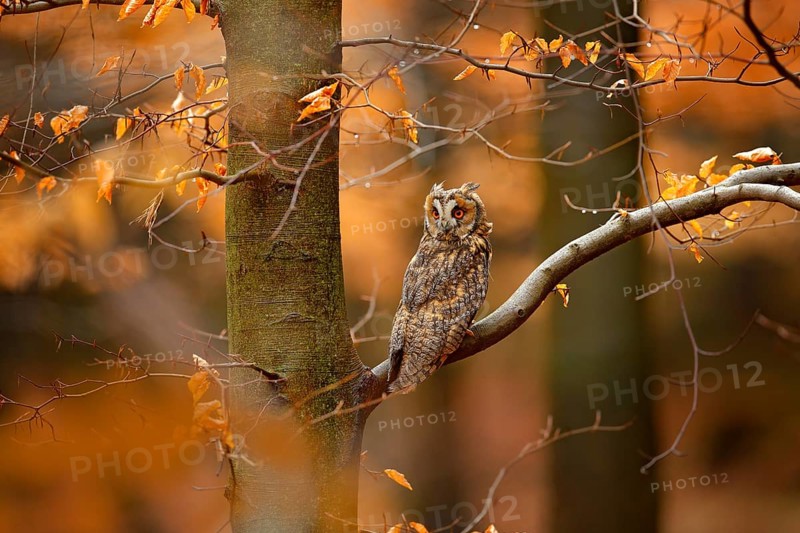 Owl in orange forest, yellow leaves. Long-eared Owl with orange oak leaves during autumn. Wildlife scene fro nature, Sweden. Animal in fall habitat. Orange oak leaves with beautiful bird